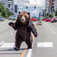 Urso andando de patins